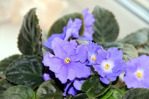 African violet